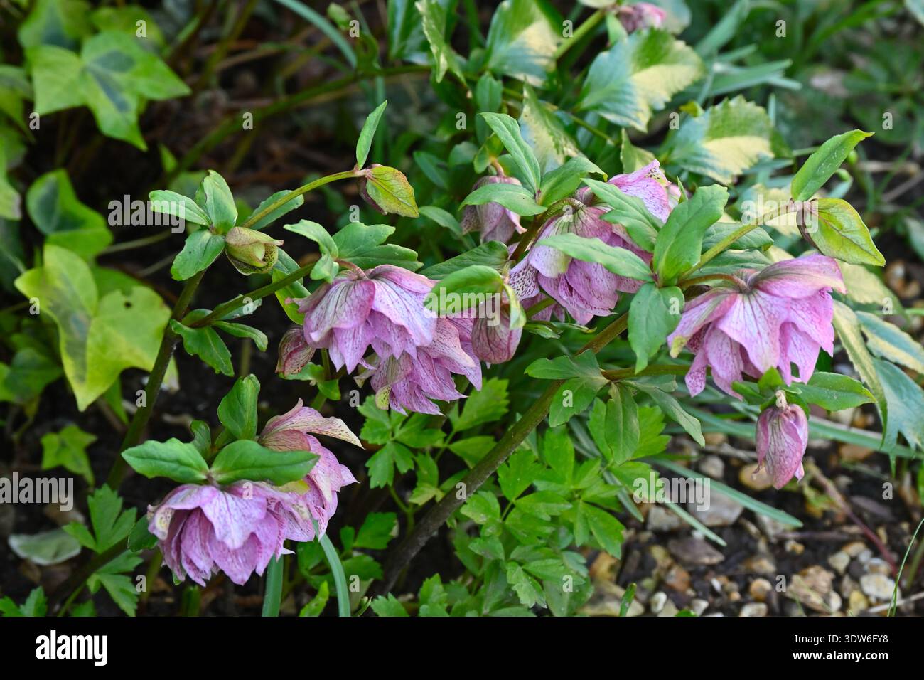 helleborus party dress Helleborus x hybridus 'Party Dress'