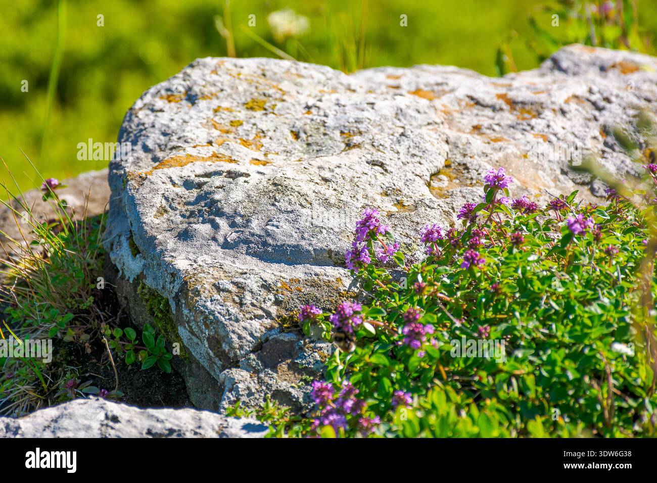 closeup picture of purple creeping thyme plant in summer. wild thymus serpyllum spices blooms on a rock background. fresh flowering nature wallpaper o Stock Photo