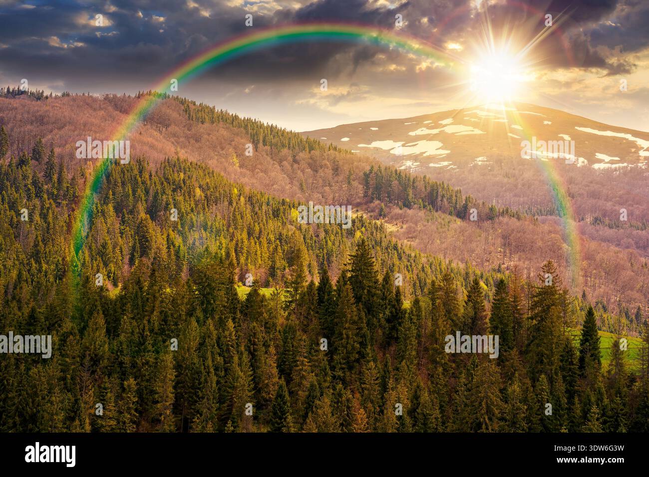 coniferous forest in mountain landscape in spring at sunset. lush green nature environment with cloudy sky in evening light. view of snow peaks. hope, Stock Photo