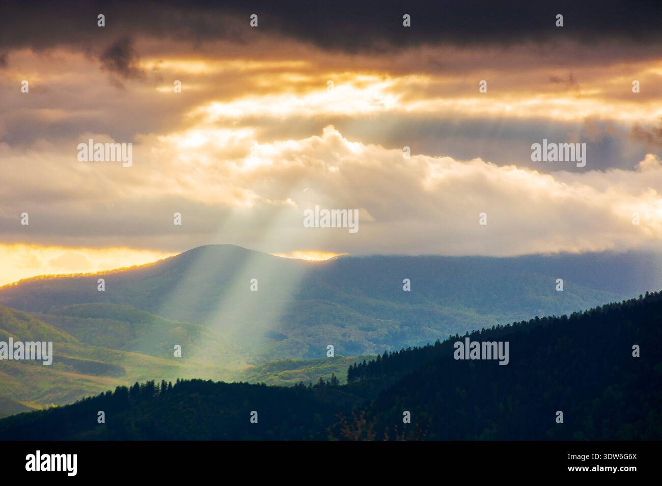 sunset over carpathian mountain landscape during spring. alpine scenery with god rays coming through clouds on rolling hills under overcast sky. ukrai Stock Photo