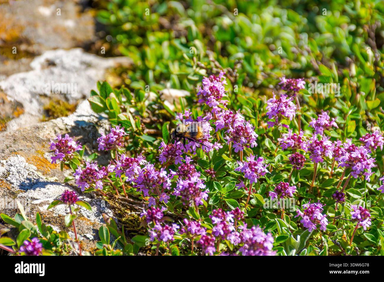 closeup picture of purple creeping thyme plant in summer. wild thymus serpyllum spices blooms on a rock background. fresh flowering nature wallpaper o Stock Photo