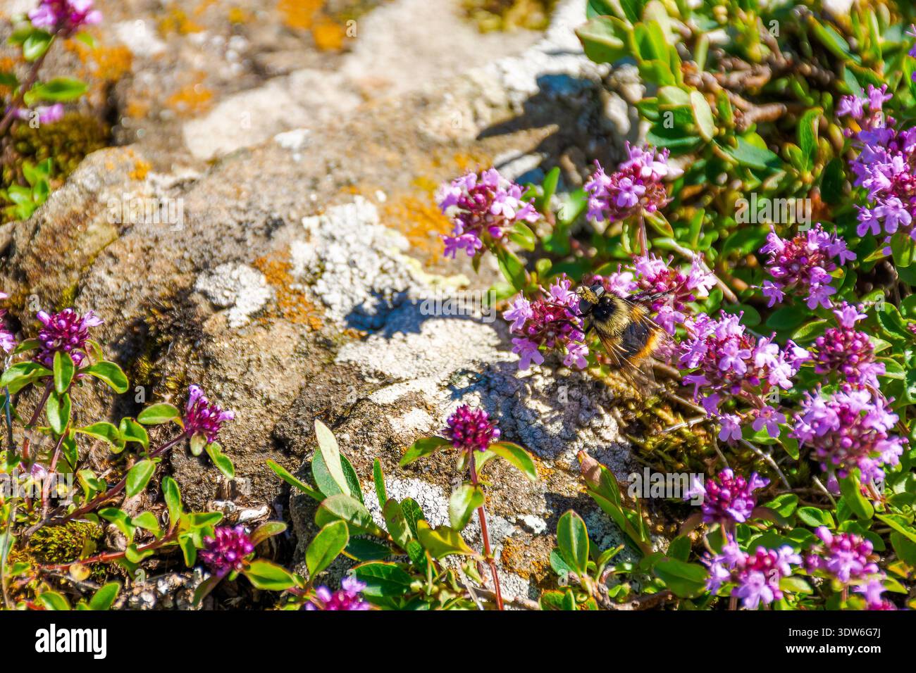 closeup picture of purple creeping thyme plant in summer. wild thymus serpyllum spices blooms on a rock background. fresh flowering nature wallpaper o Stock Photo