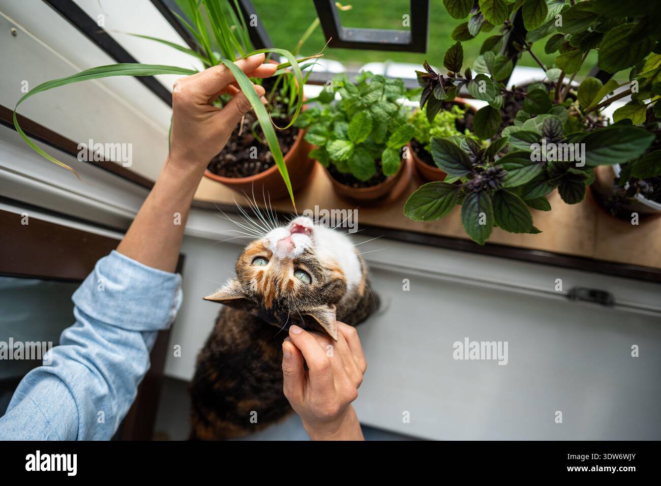 Herbs on windowsill hi-res stock photography and images - Alamy