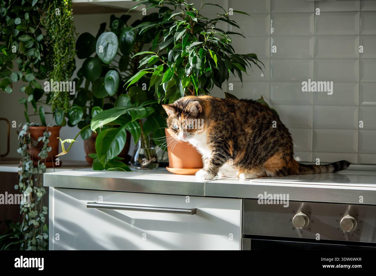 Monstera deliciosa potted hi-res stock photography and images - Alamy