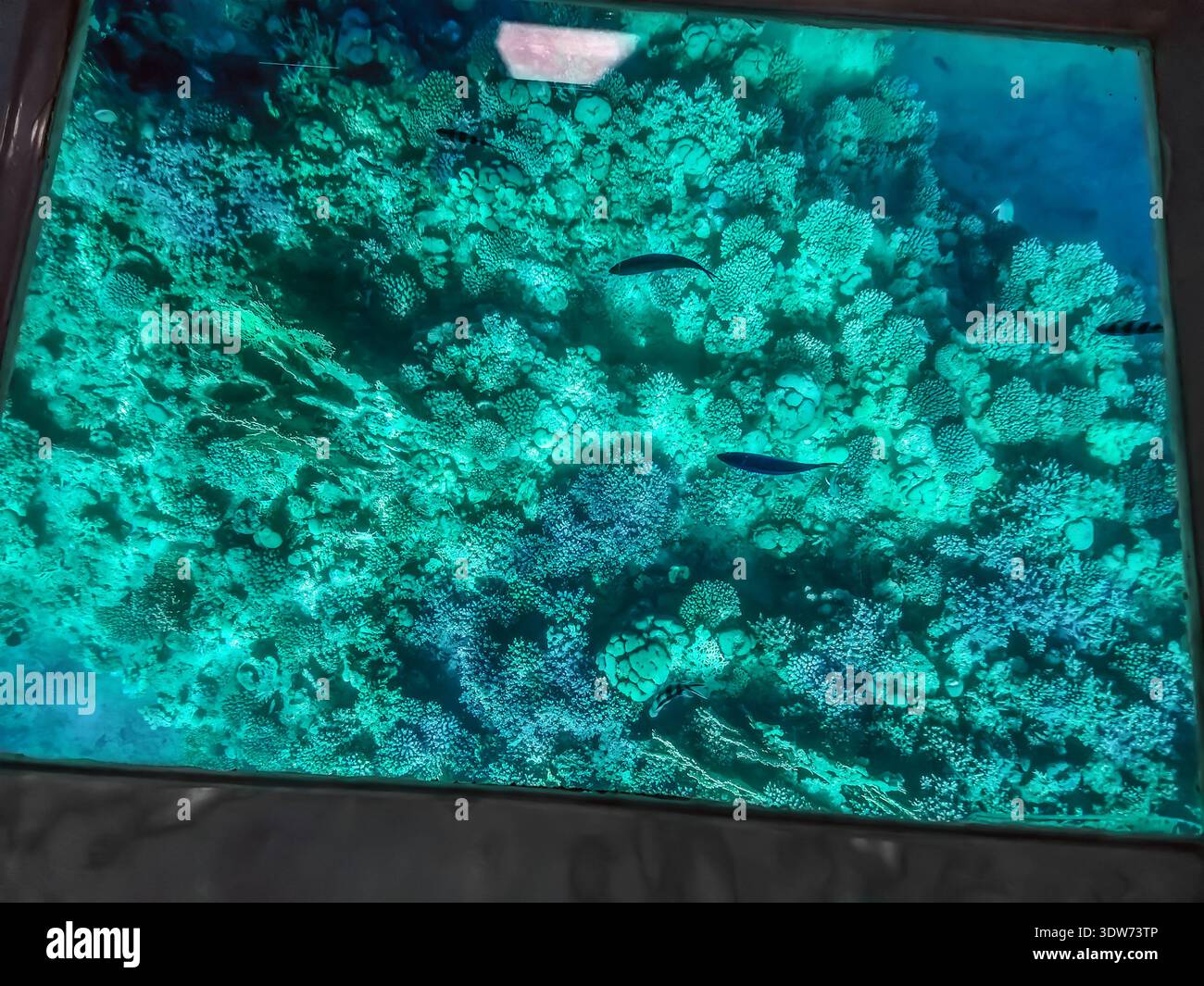 View of the coral reef and fish through the glass window of the bathyscaphe. Underwater life of the Red Sea inside a steel frame - Smartphone Captured Stock Image