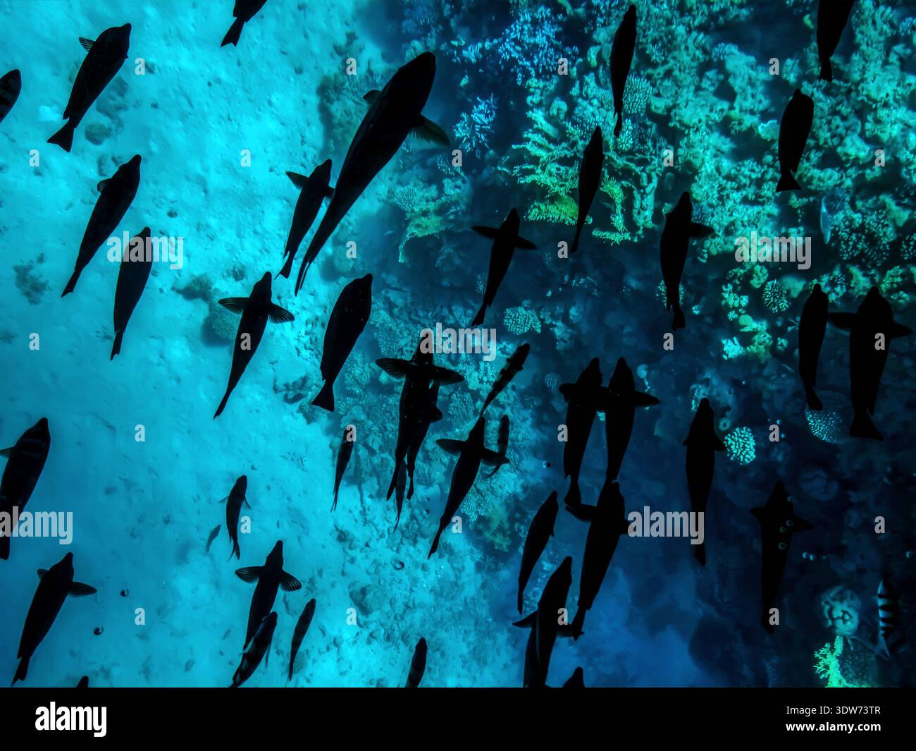 A lot of black silhouettes of fish swimming over coral reefs underwater in the Red Sea, top view. Beautiful natural turquoise and blue pattern - Smartphone Captured Stock Image