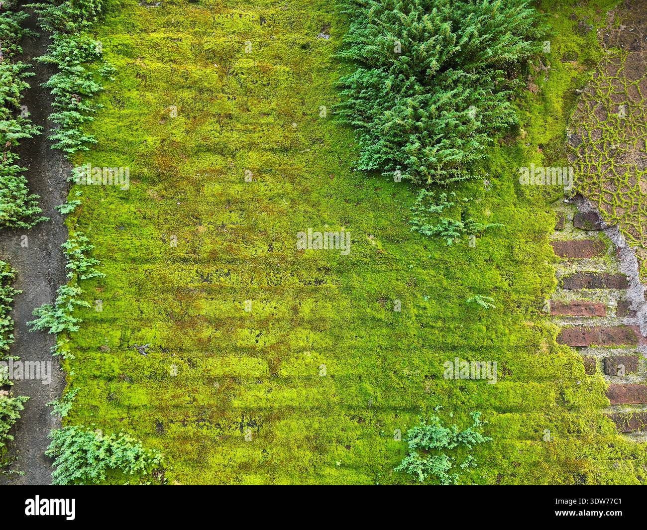 Old brick background with weeds hi-res stock photography and images - Alamy