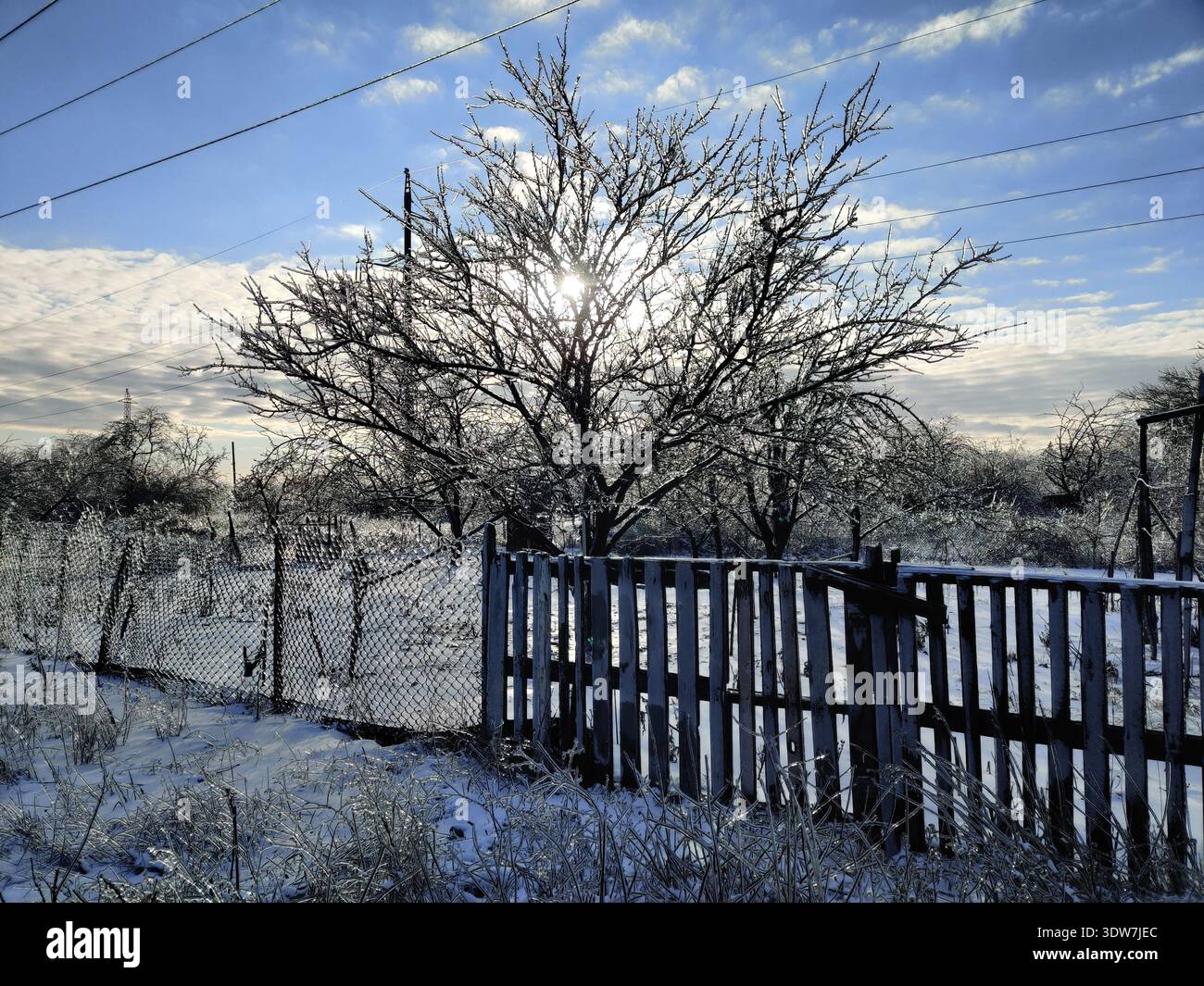 A sunlit tree completely covered in a thick layer of ice standing behind a rustic wooden and wire fence in a snow-covered rural area after a freezing - Smartphone Captured Stock Image