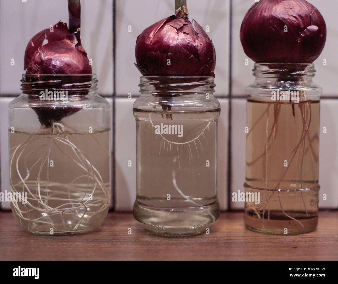 Red Onions Sprouting Roots In Glass Jars Stock Photo