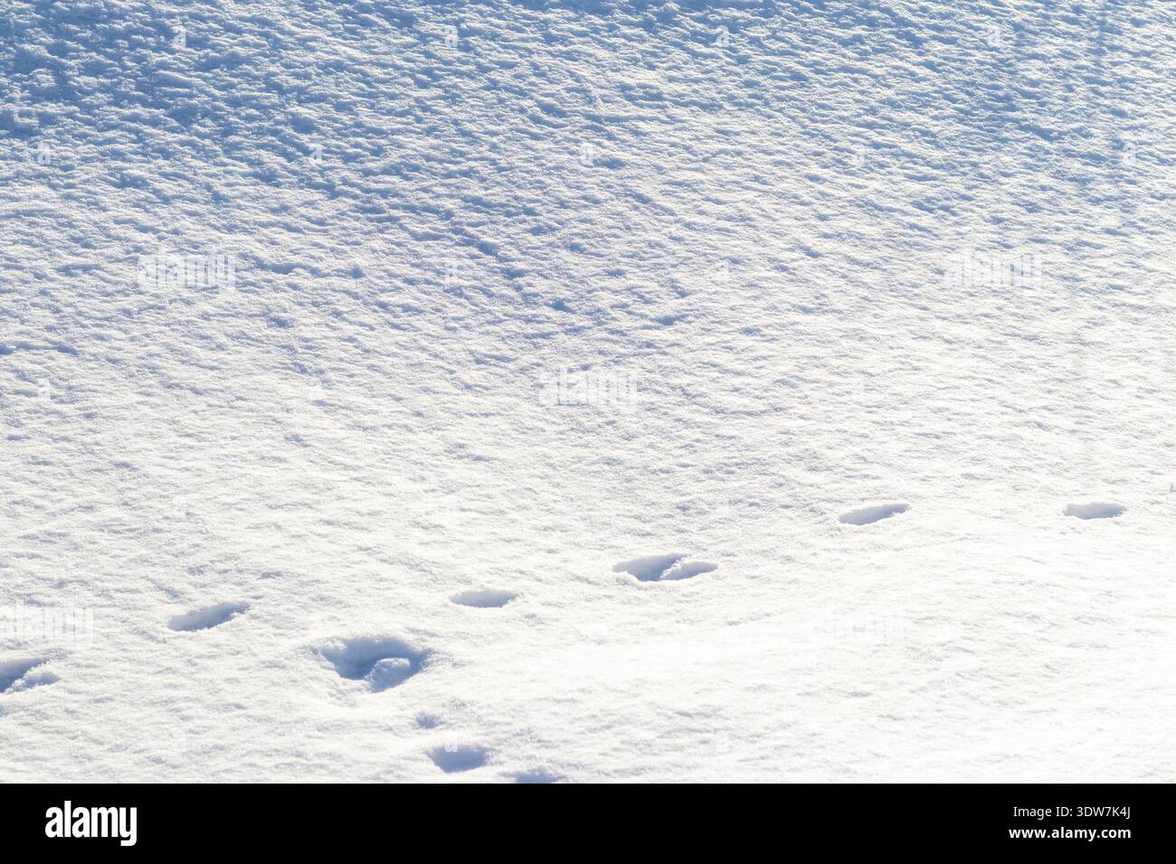 Animal tracks left in deep snow. Stock Photo