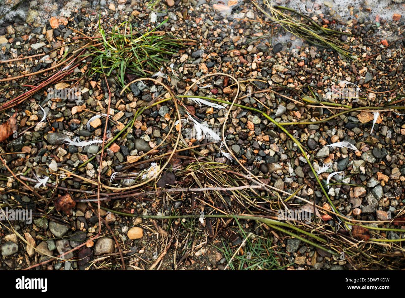 Wet Pebbles Grass And Feathers On Shore Stock Photo