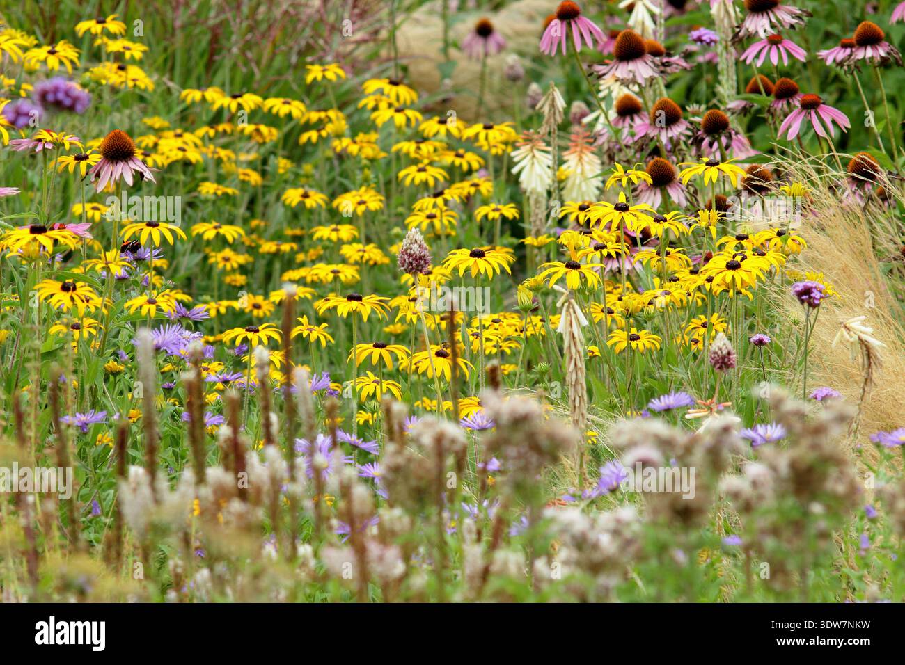 Flower border in summer with yellow rudbeckias, purple asters, pink echinaceas and Stipa tenuissima ornamental grass Stock Photo