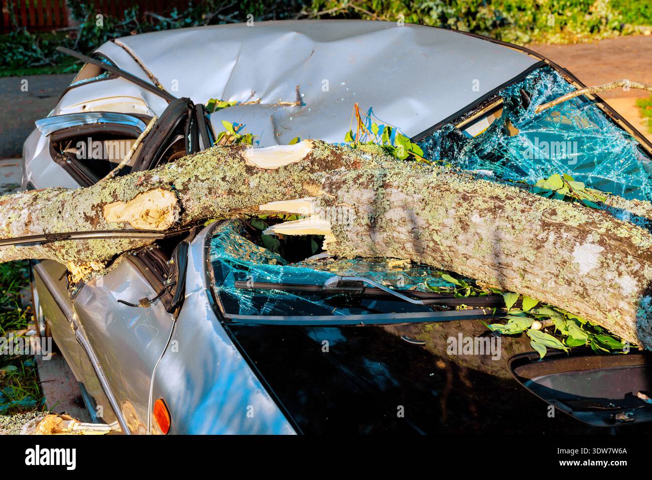 Large tree branch has fallen on parked car, causing damage to roof, windows after storm passed through. Stock Photo