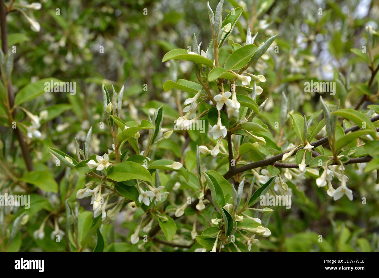 Gumi elaeagnus multiflora hi-res stock photography and images - Alamy