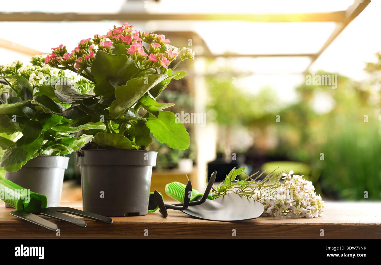 Two blooming kalanchoe plants in pots on a wooden table with gardening tools in a sunlit greenhouse. Fresh green leaves and pink and white flowers cre Stock Photo