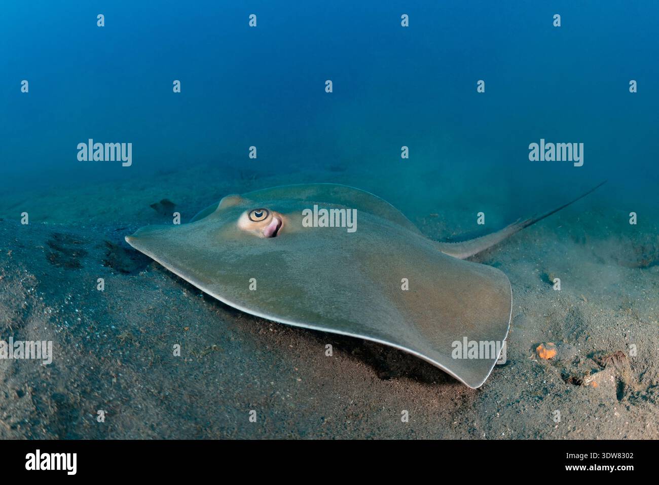 Hemitrygon fluviorum, -, Lembeh, Lembeh Strait, Molucca Sea, Indonesia Stock Photo