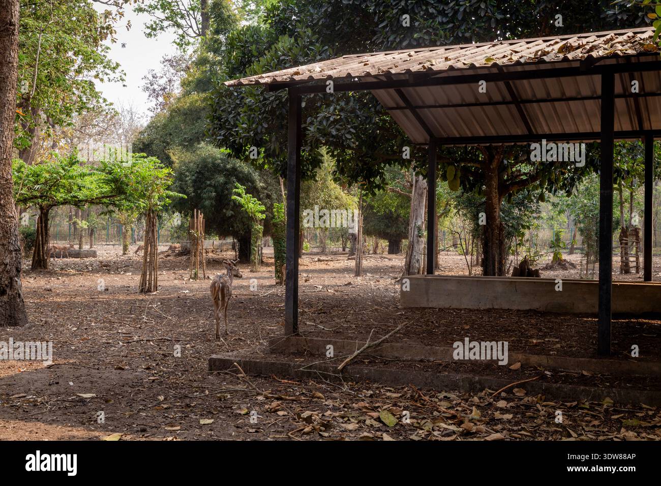 Spotted deer standing near a rustic thatched-roof shelter in a wooded zoo enclosure surrounded by tall trees, bamboo stalks, dry leaves. Stock Photo