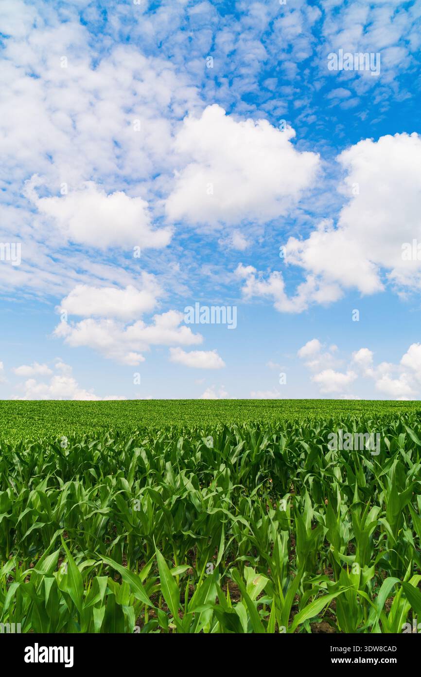 Lush green cornfield stretches hi-res stock photography and images - Alamy