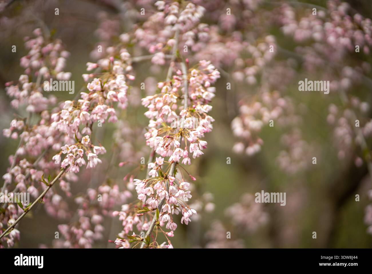 Cherry blossom blooming in sunlight hi-res stock photography and images ...