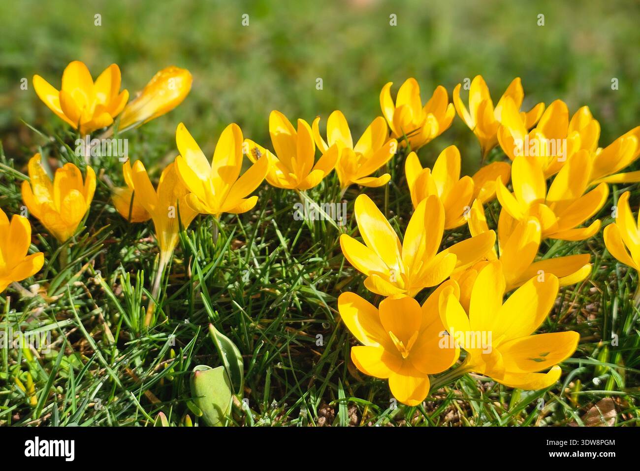 Gelbe Blumen Fruhling