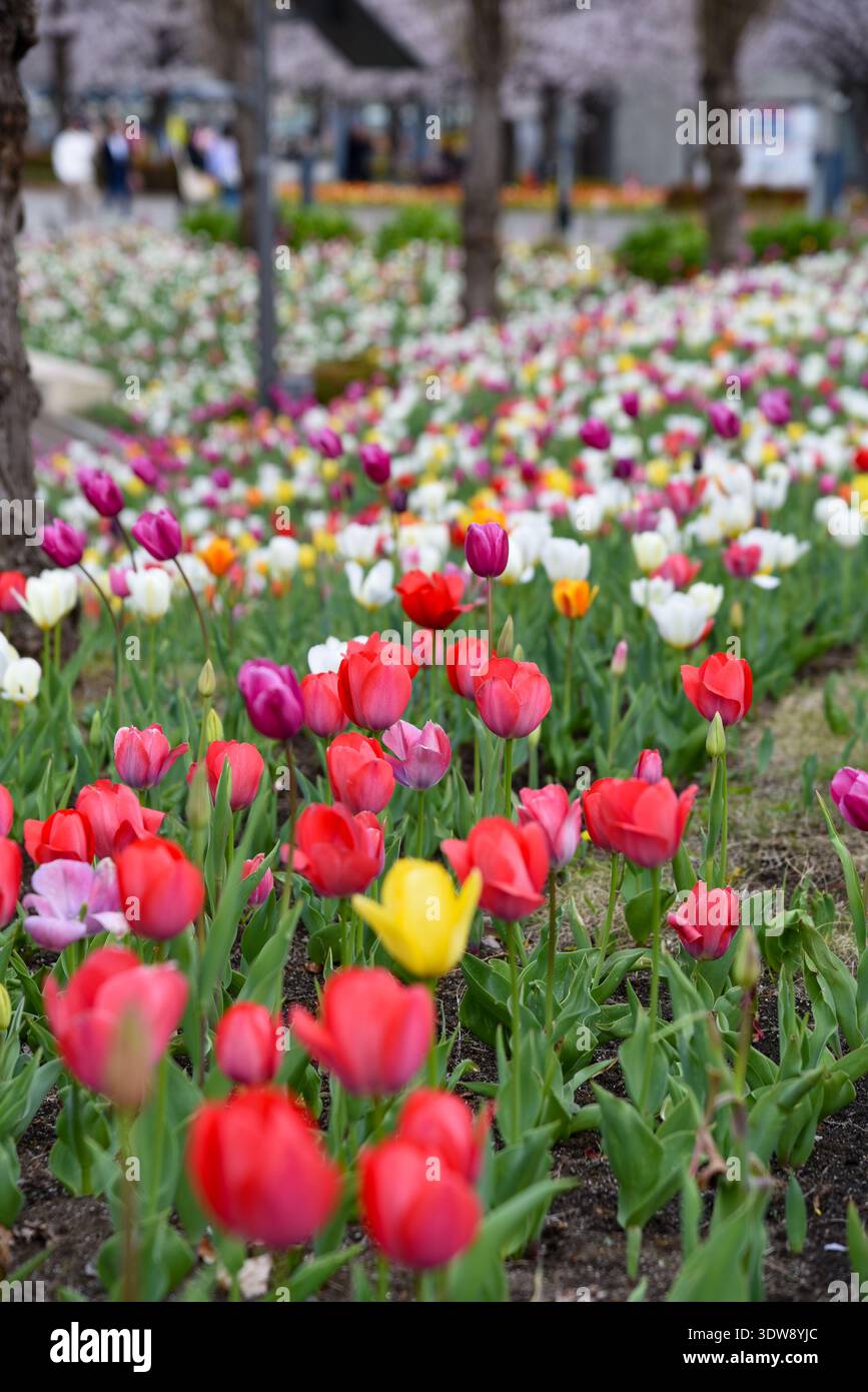 Orange dominant tulip bed hi-res stock photography and images - Alamy