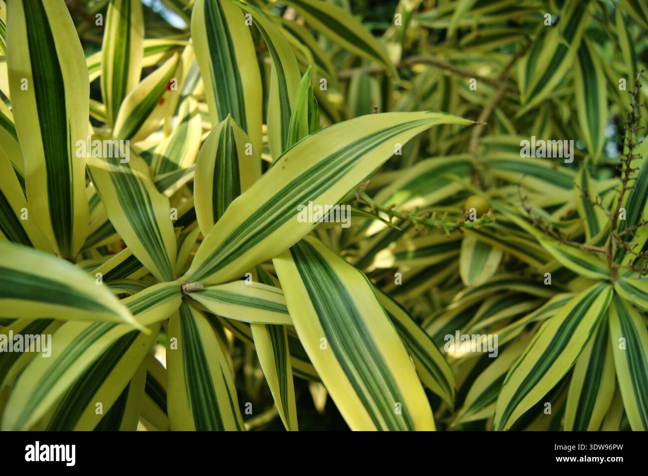 parlor palm plant Parlor Palm Neanthe Bella Palm