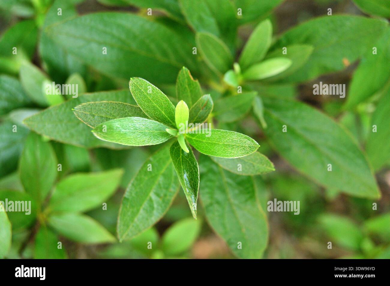 Hosta Green Leaves Closeup Stock Photo