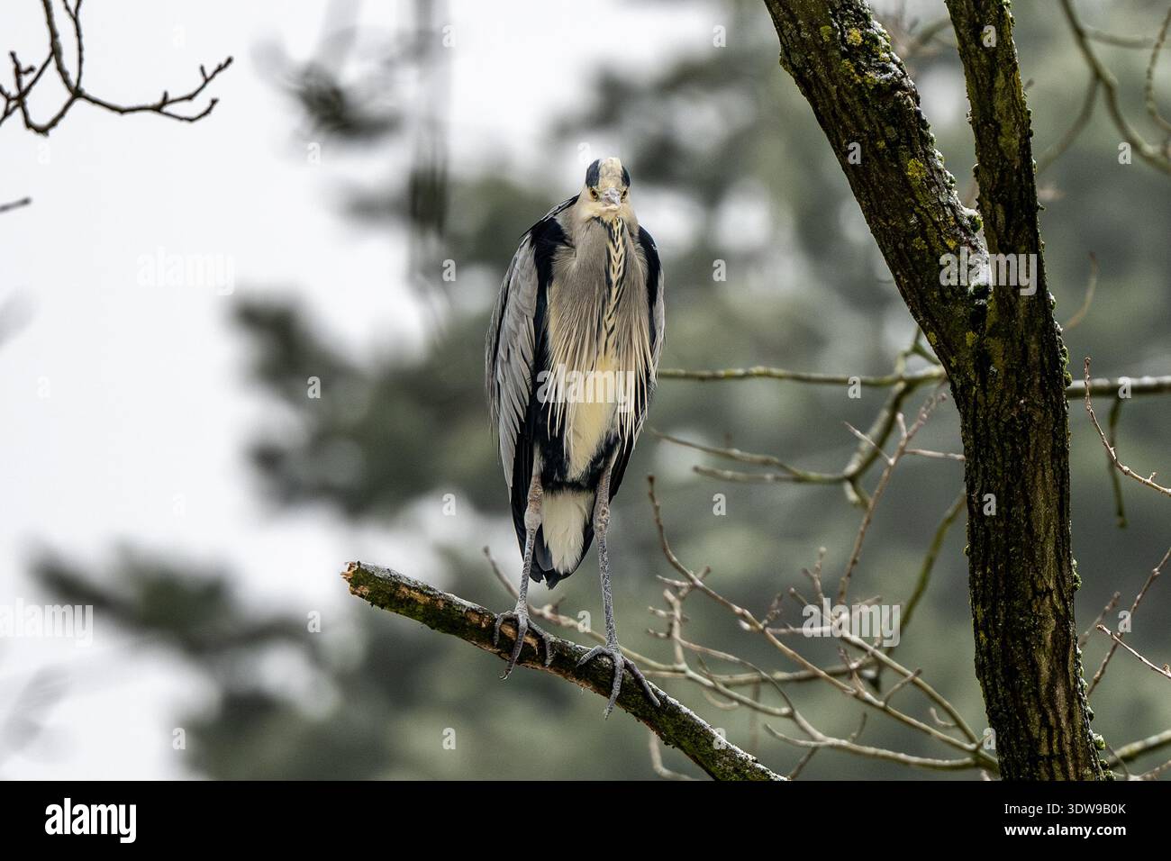 Gray Heron Sitting On A Tree In Winter Stock Photo