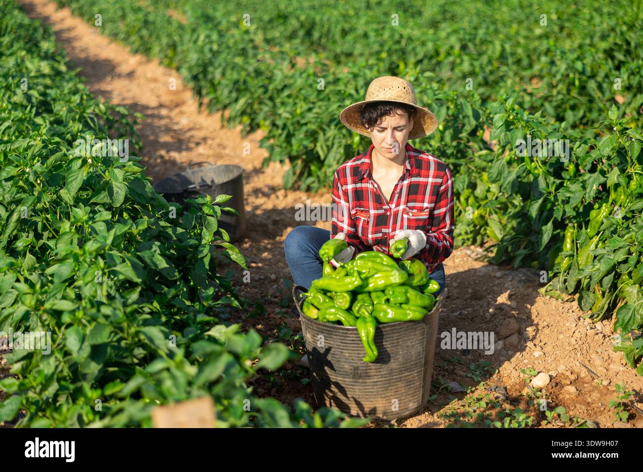 Female workers harvesting bell peppers on plantation Stock Photo - Alamy