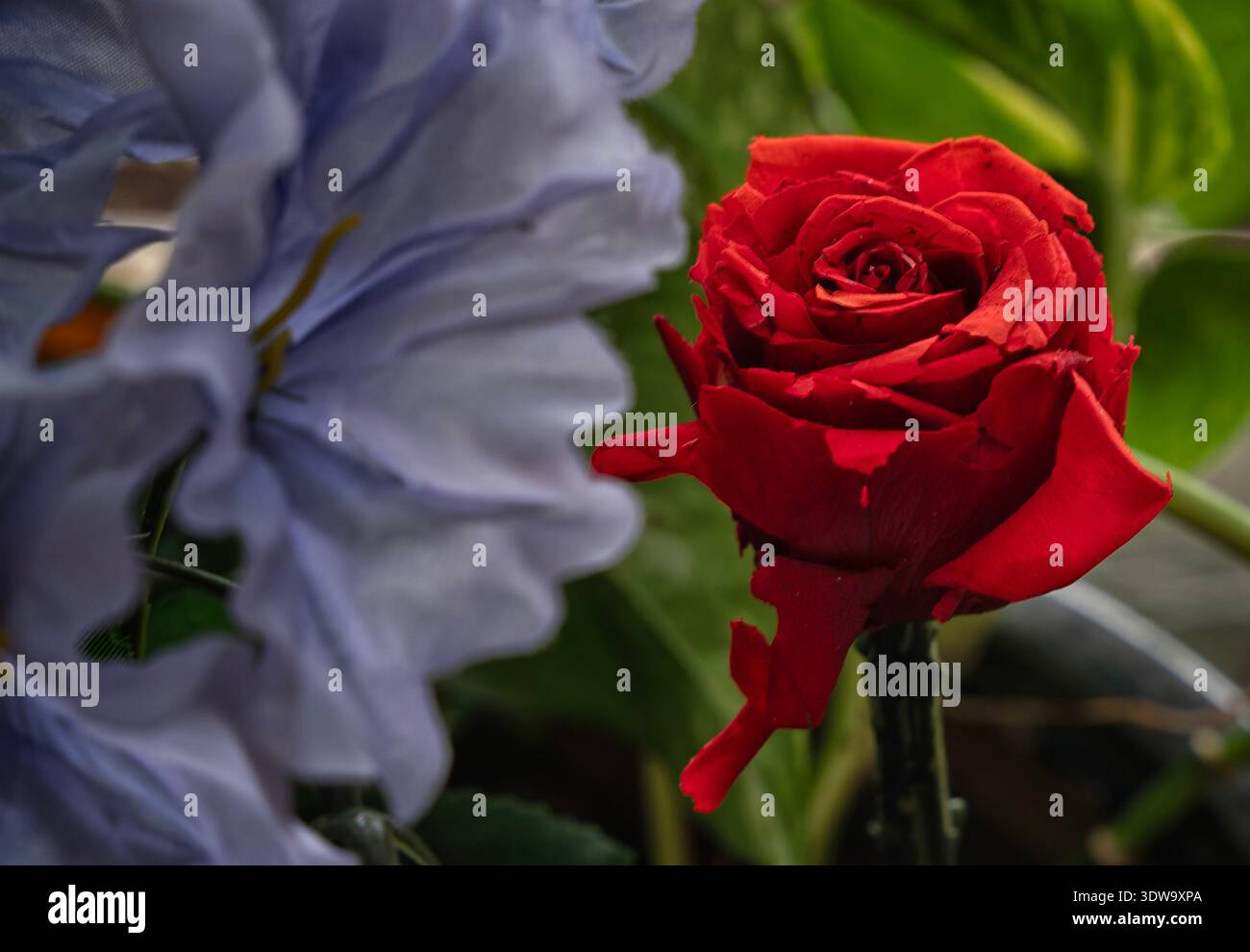 A beautiful blue artificial flower Stock Photo