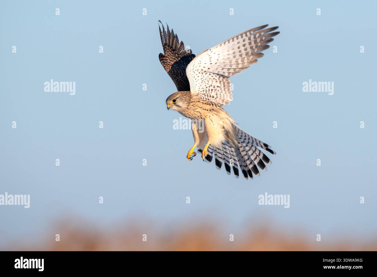 Protected Raptors A kestrel, a national second-class protected raptor, flies over the ...