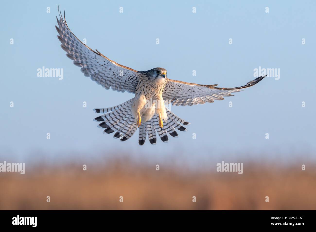 Protected Raptors A kestrel, a national second-class protected raptor, flies over the ...