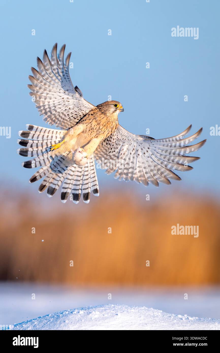 Protected Raptors A kestrel, a national second-class protected raptor, flies over the ...