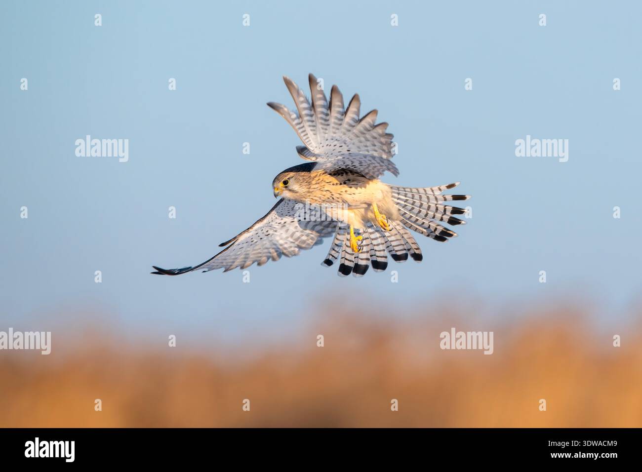 Protected Raptors A kestrel, a national second-class protected raptor, flies over the ...