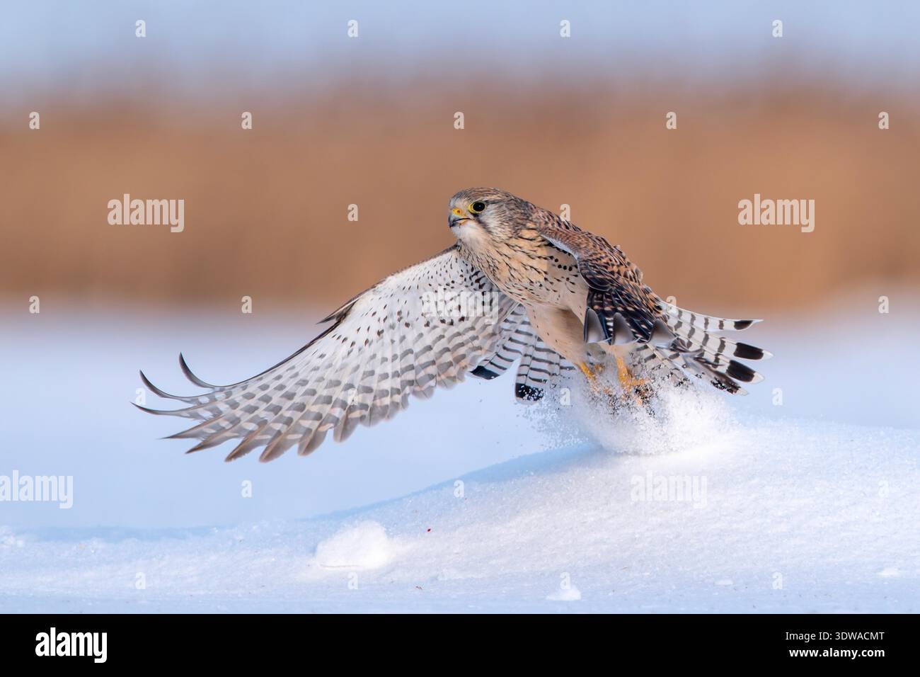 Protected Raptors A kestrel, a national second-class protected raptor, flies over the ...