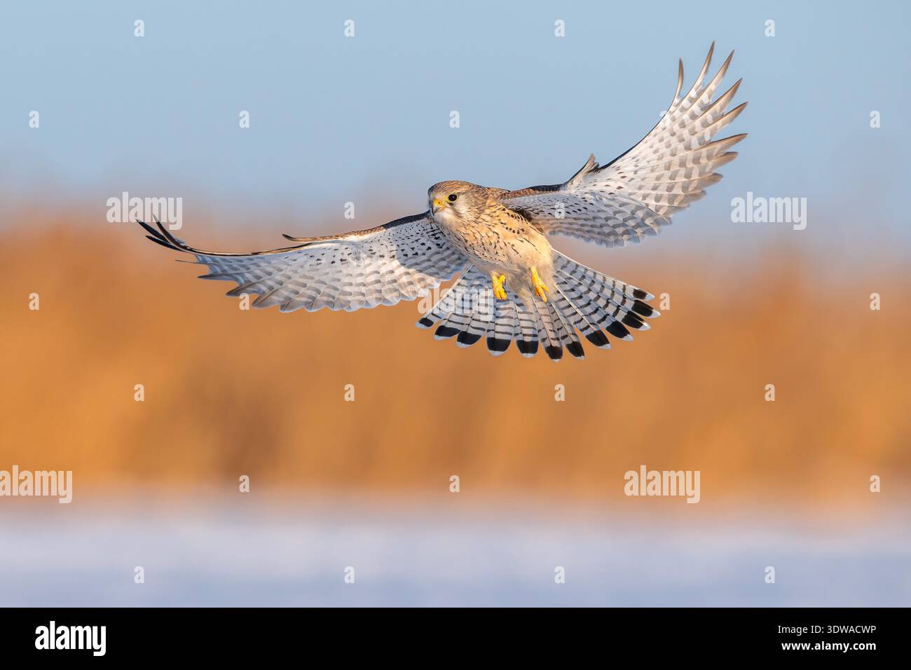 Protected Raptors A kestrel, a national second-class protected raptor, flies over the ...