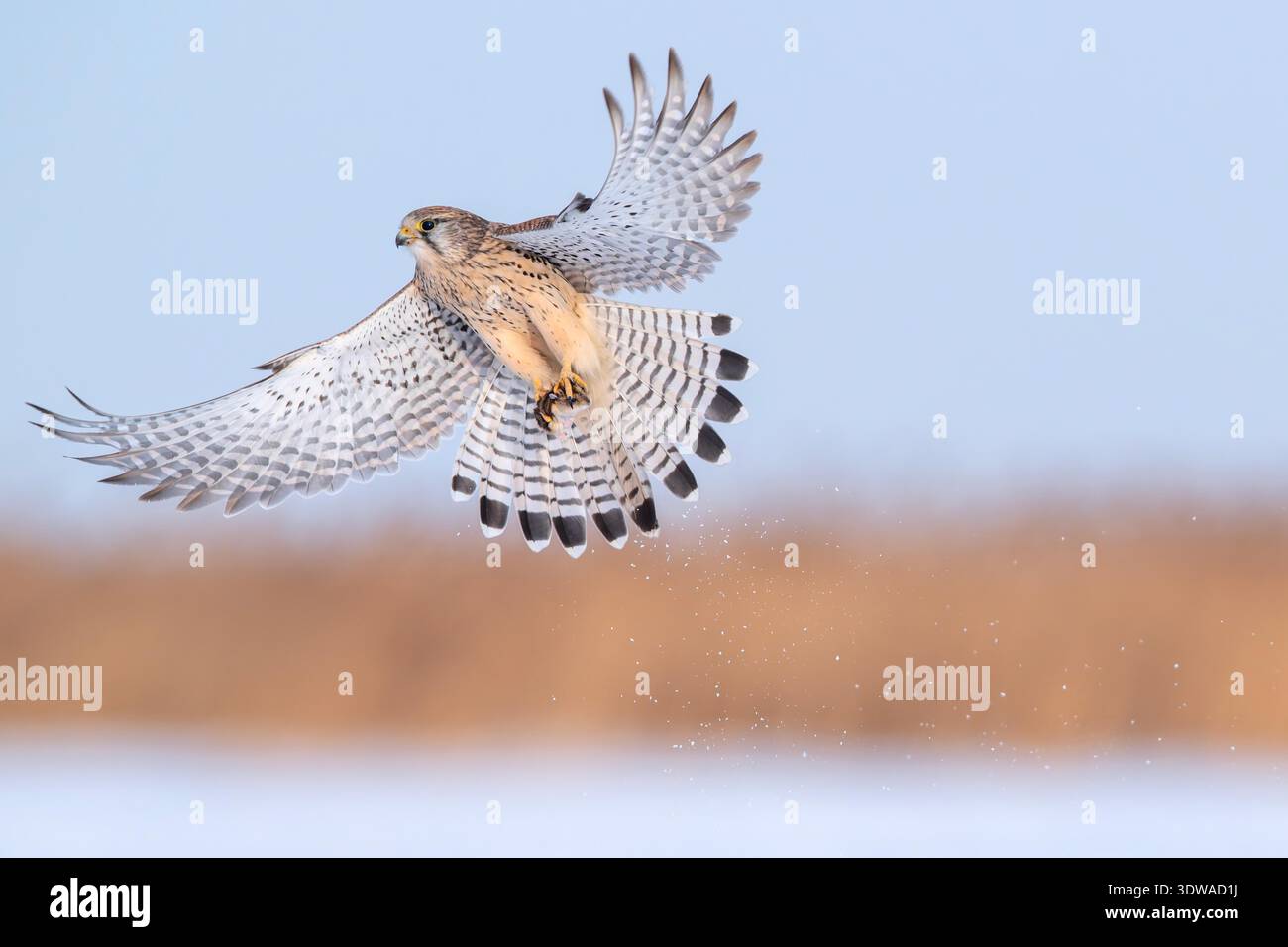 Protected Raptors A kestrel, a national second-class protected raptor, flies over the ...