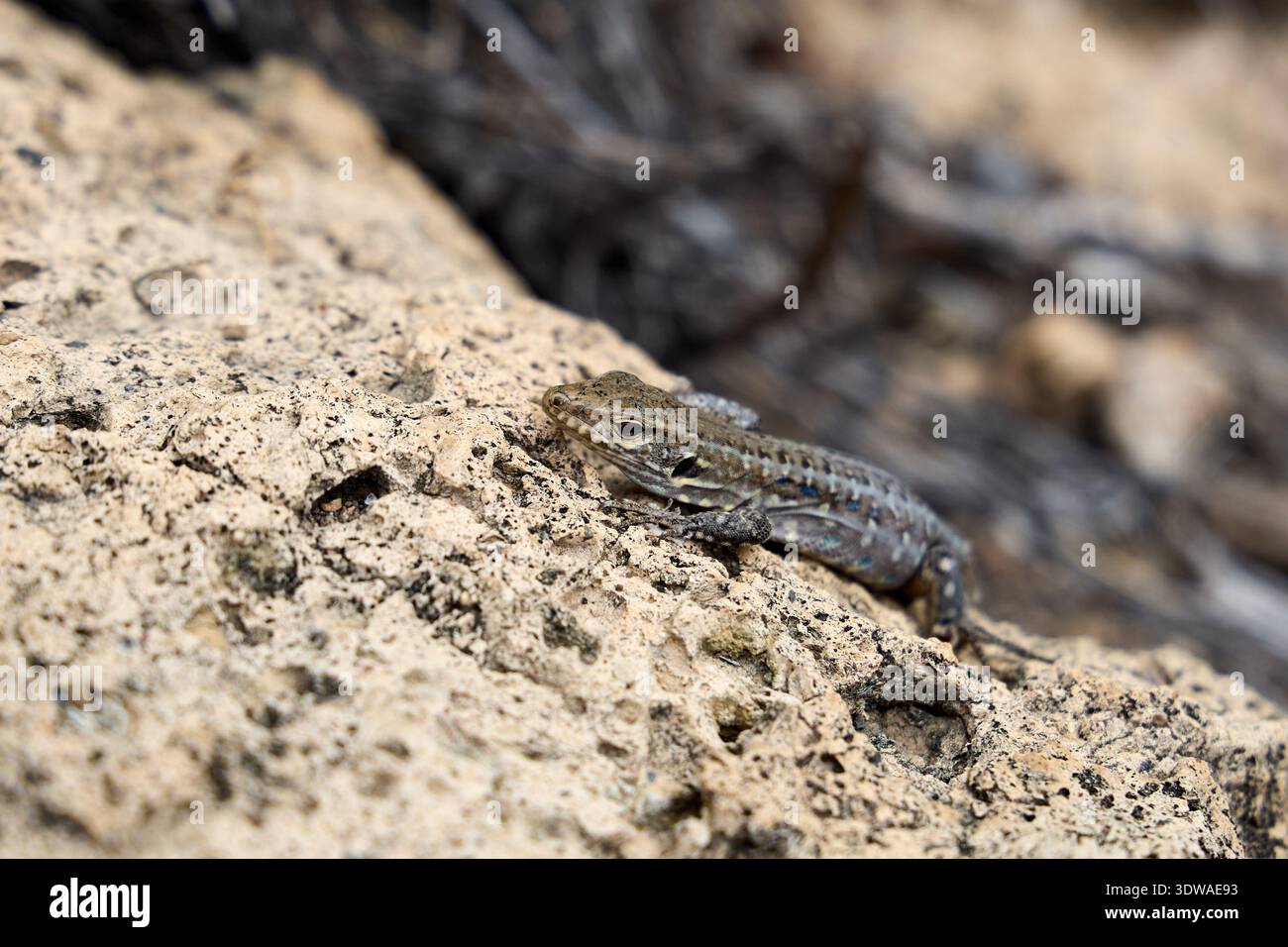 Wild Lizard Resting on Sunlit Rocky Surface Stock Photo