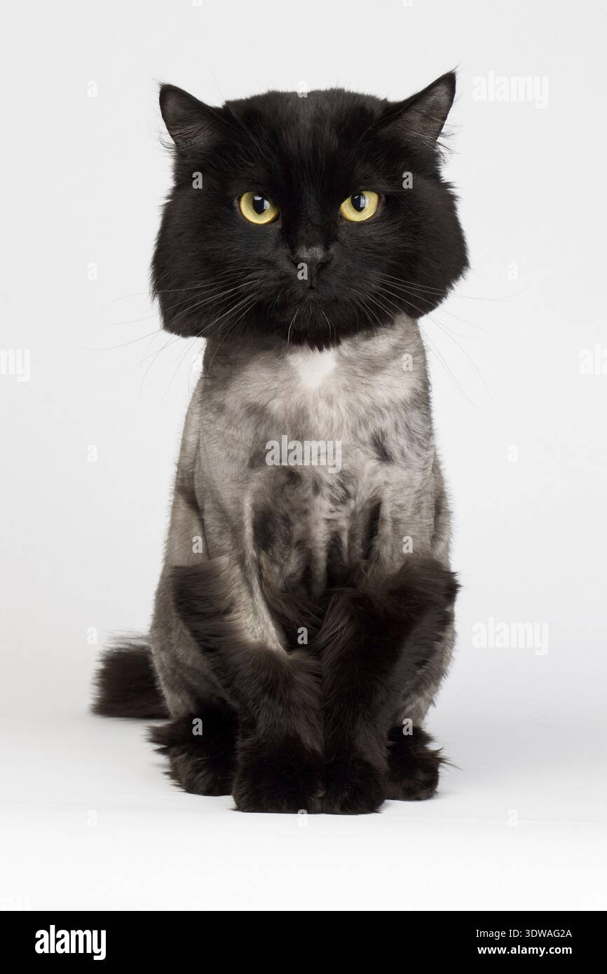 Shaved black cat isolated on white background Stock Photo