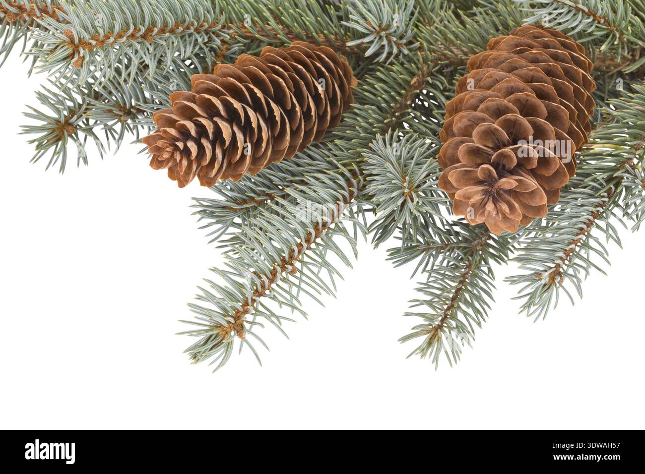 Fir tree branches with pinecones on white background Stock Photo