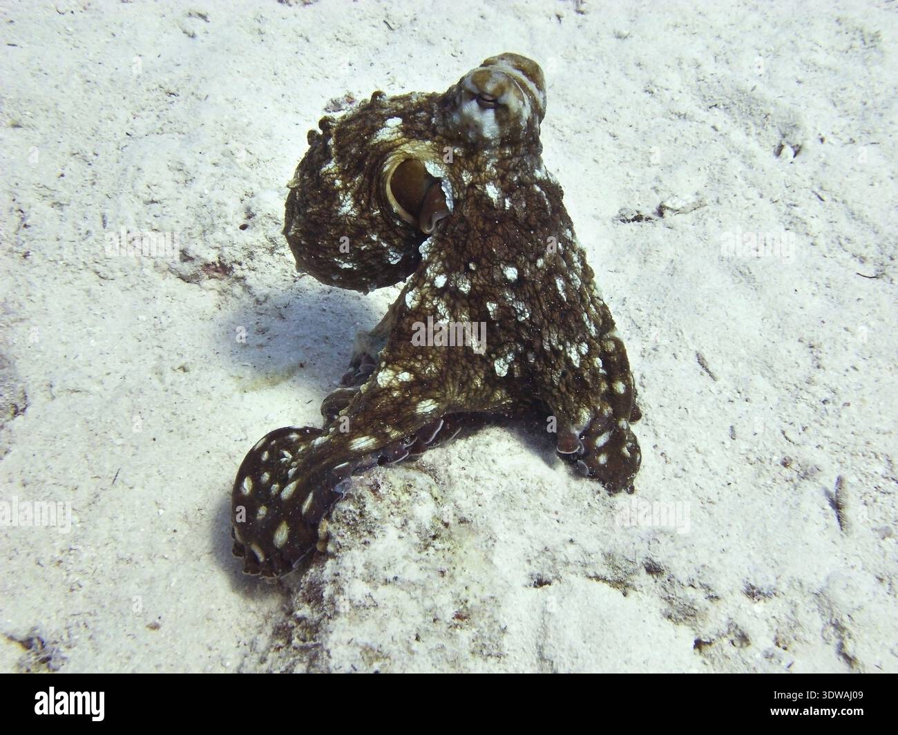 Brown octopus gone down from corals on white sand and not had time to rumple the colour Stock Photo