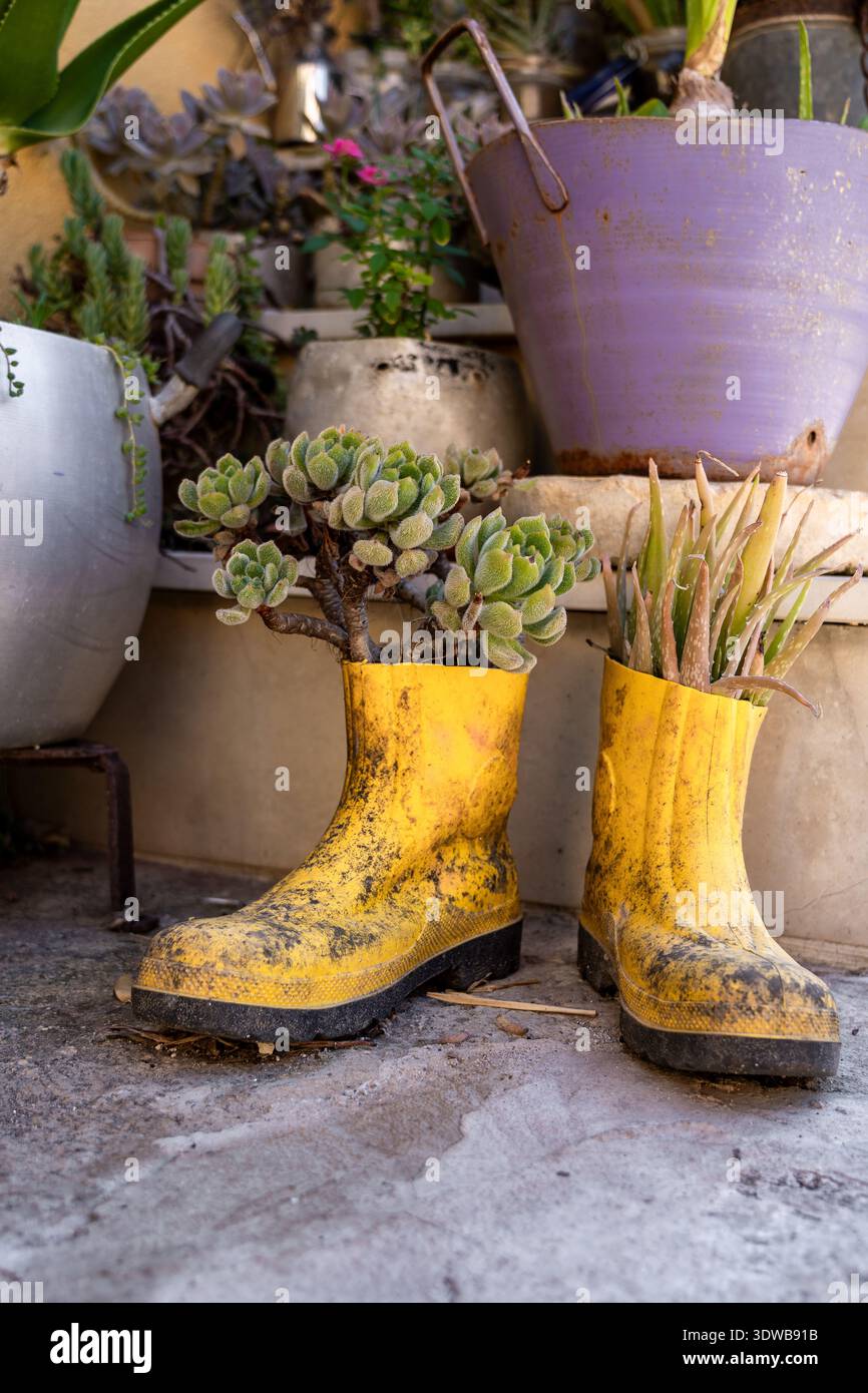 Yellow rubber boots used as planters with succulents in urban garden ...