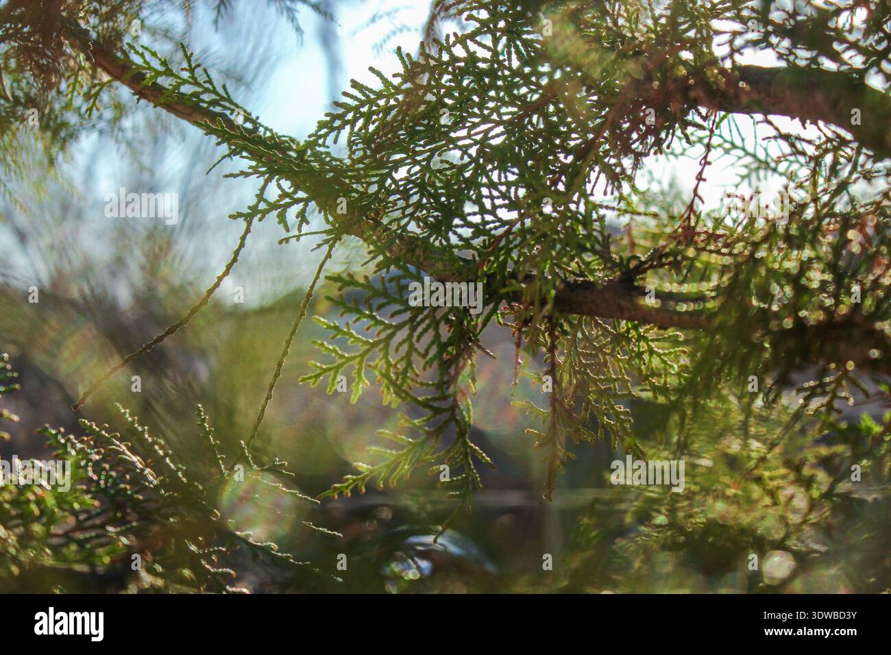 Thuja branches background. Green coniferous branches close-up. Thuja hedge texture. Natural green background. Stock Photo