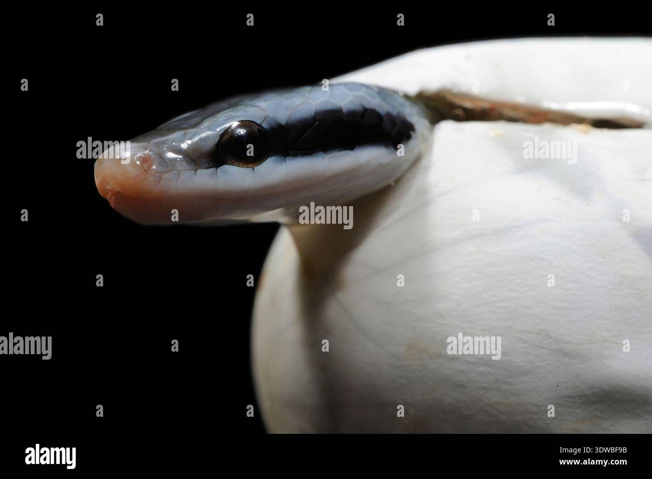 Birth of a baby Ridley's beauty snake (Orthriophis taeniurus ridleyi ...