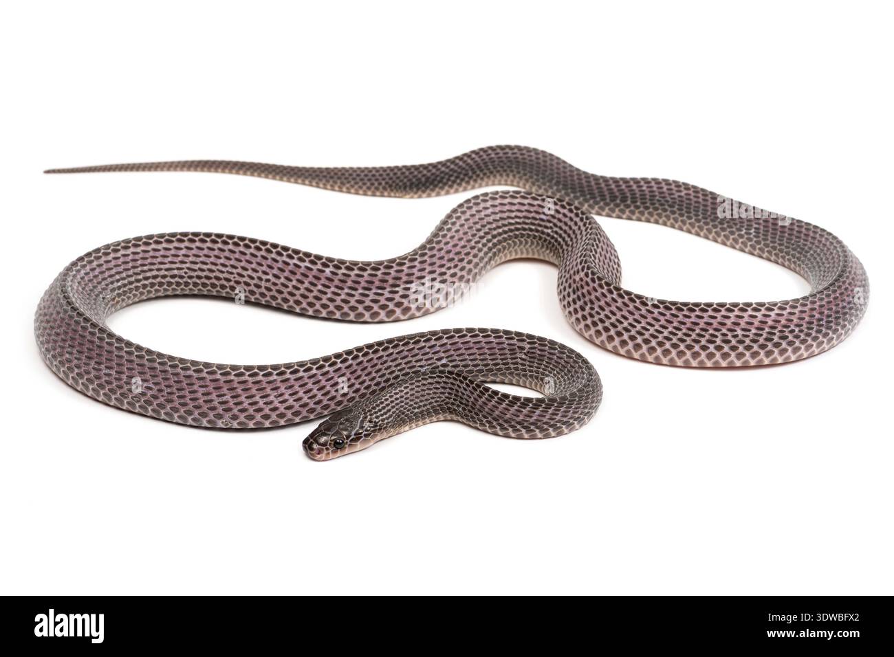 File Snake African file snake on white background. Studio photo with a specimen ...