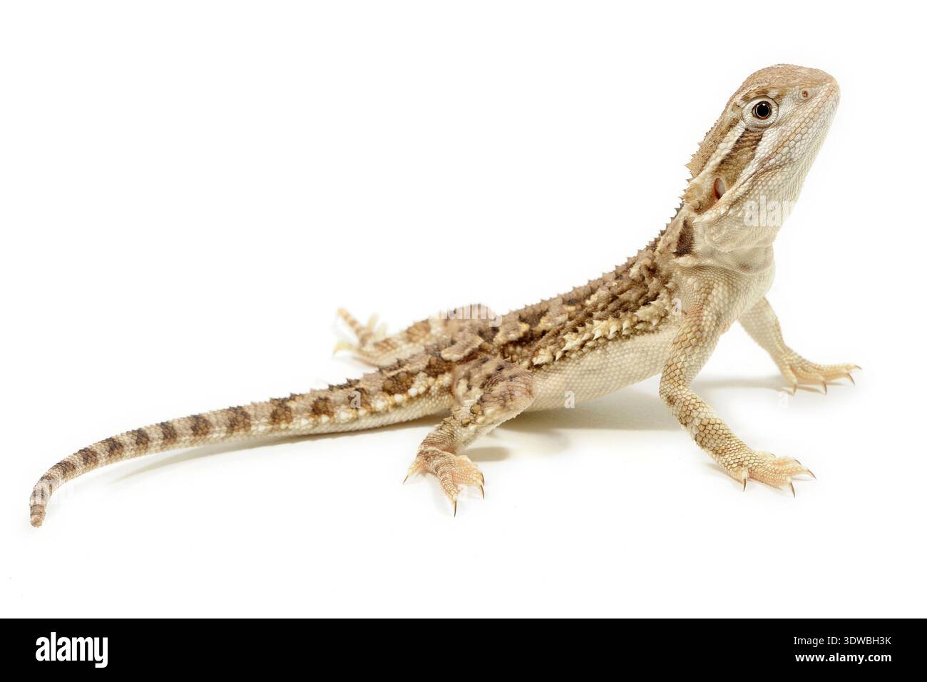 rankin-s-dragon-pogona-henrylawsoni-on-white-background-studio-photo