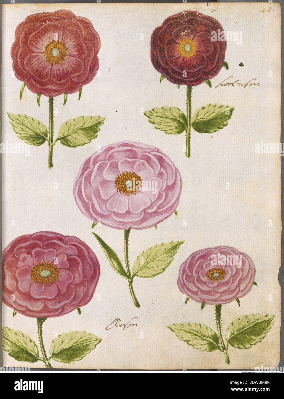 Parchment Colour Roses A collection of five detailed watercolor paintings of roses, showing ...