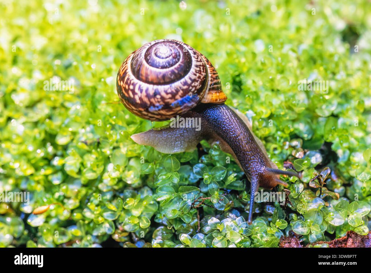 Snail with a shell crawling on green moss Stock Photo