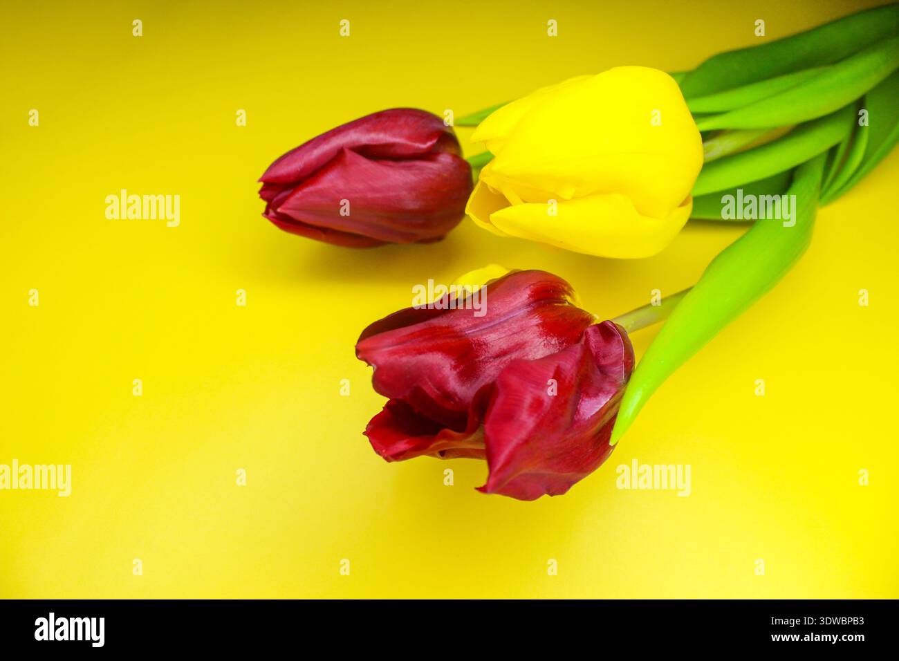 Spring tulip bouquet on the yellow background. Holiday greeting card concept. Copyspace for text. Stock Photo