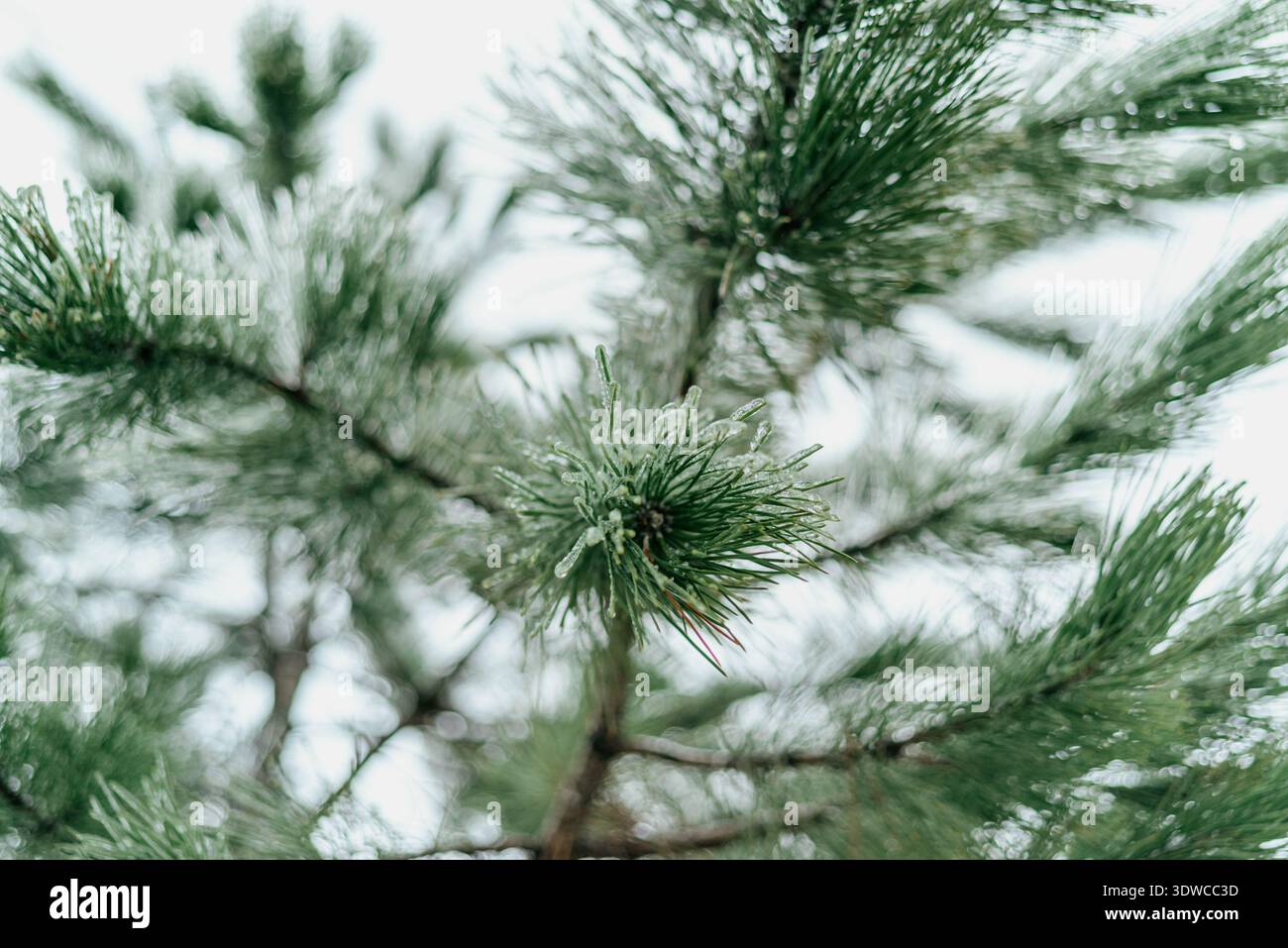Glaze ice covered pine needles close up Stock Photo
